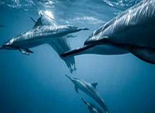 星空体育下载-华体会官网:在新体育时代的信任与体验